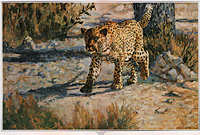 Zakkie Eloff - Charging Leopard